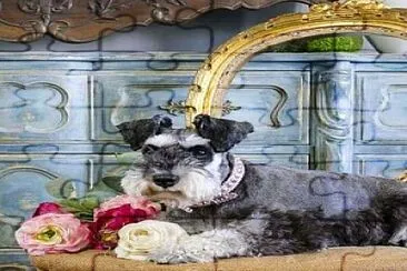perro jigsaw puzzle