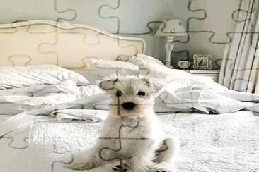 perro jigsaw puzzle
