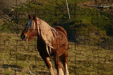 פאזל של Cheval Pyrénées