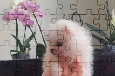 Spitz jigsaw puzzle