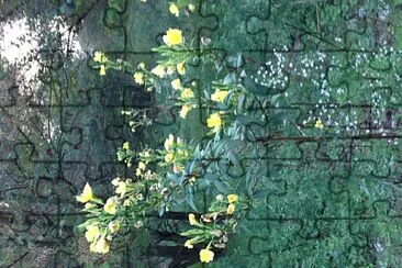 fiori jigsaw puzzle