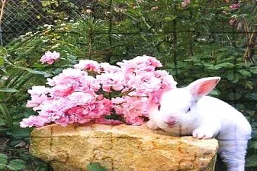 animal jigsaw puzzle