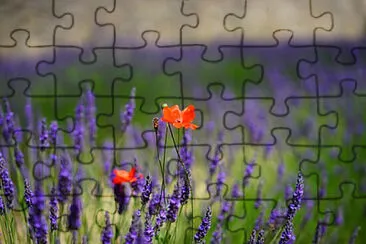 OK jigsaw puzzle