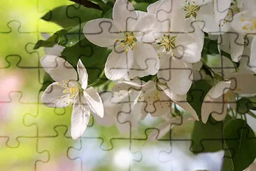  jigsaw puzzle