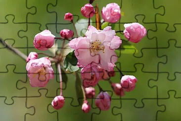  jigsaw puzzle