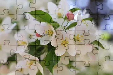  jigsaw puzzle