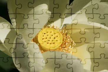  jigsaw puzzle