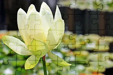  jigsaw puzzle