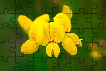  jigsaw puzzle