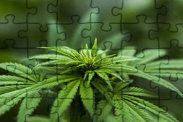 Toy jigsaw puzzle