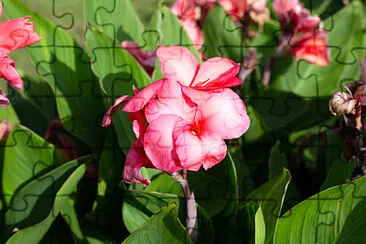  jigsaw puzzle