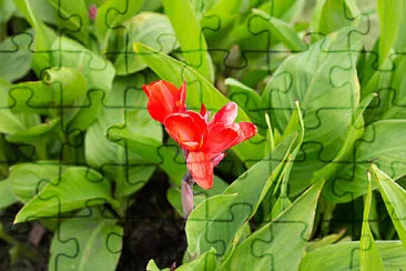  jigsaw puzzle
