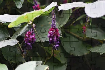  jigsaw puzzle