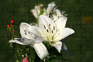  jigsaw puzzle
