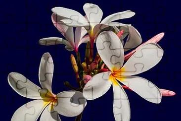 jigsaw puzzle