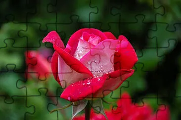 OK jigsaw puzzle