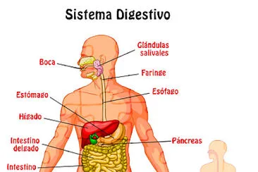 arma el rompecabezas sobre el Sistema Digestivo jigsaw puzzle