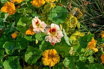 OK jigsaw puzzle