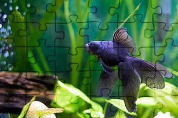 Toy jigsaw puzzle