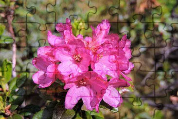 OK jigsaw puzzle