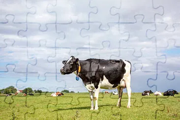 Toy jigsaw puzzle