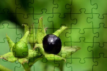 Toy jigsaw puzzle