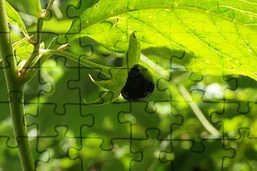 Toy jigsaw puzzle