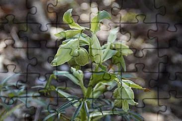 Toy jigsaw puzzle