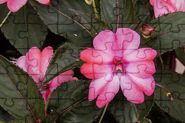 OK jigsaw puzzle