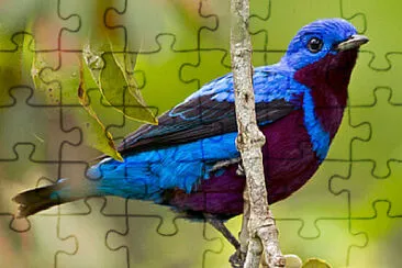 Toy jigsaw puzzle