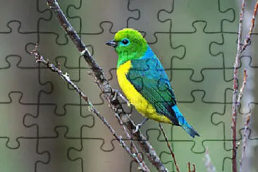 Toy jigsaw puzzle