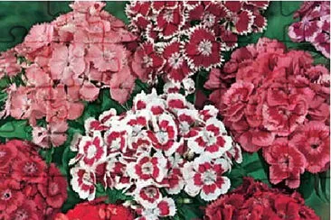 OK jigsaw puzzle