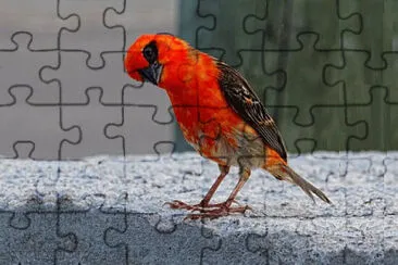 Toy jigsaw puzzle