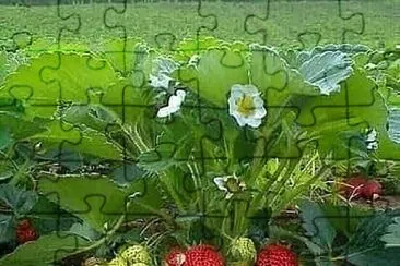 imagem jigsaw puzzle