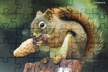 Ecureuil et pomme de pin jigsaw puzzle