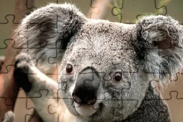 ×ª×ž×•× ×•×ª jigsaw puzzle