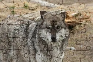 Toy