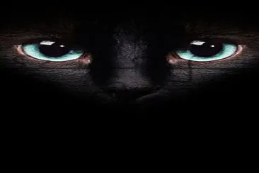A cat