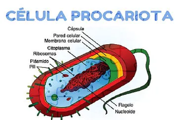 celula jigsaw puzzle