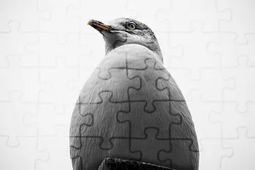 Toy jigsaw puzzle