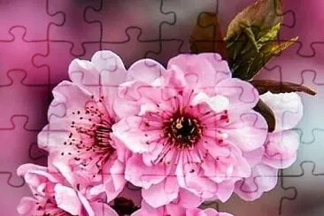 花賞 jigsaw puzzle
