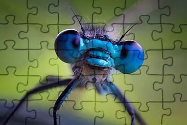 Toy jigsaw puzzle