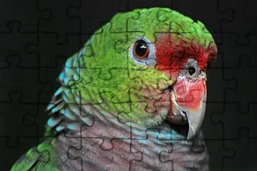Toy