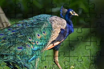 Toy jigsaw puzzle
