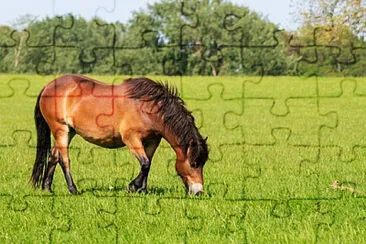 Toy jigsaw puzzle
