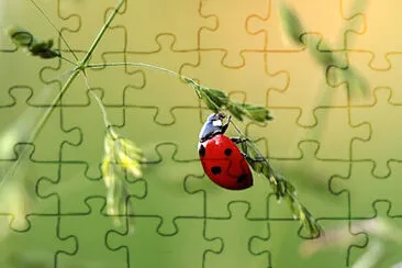 Toy jigsaw puzzle