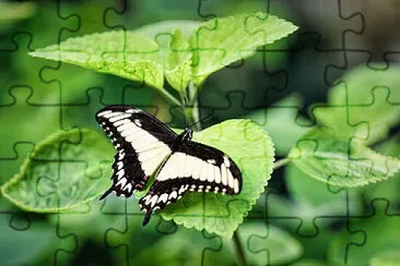 Toy jigsaw puzzle