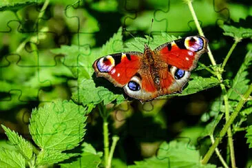 Toy jigsaw puzzle
