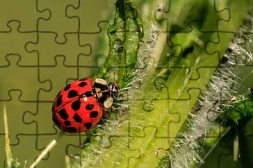 Toy jigsaw puzzle