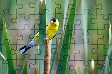 Toy jigsaw puzzle